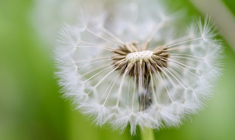 Seed Swap Events