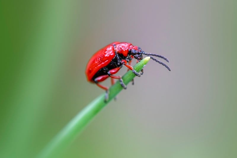 Pest Control Sprayer