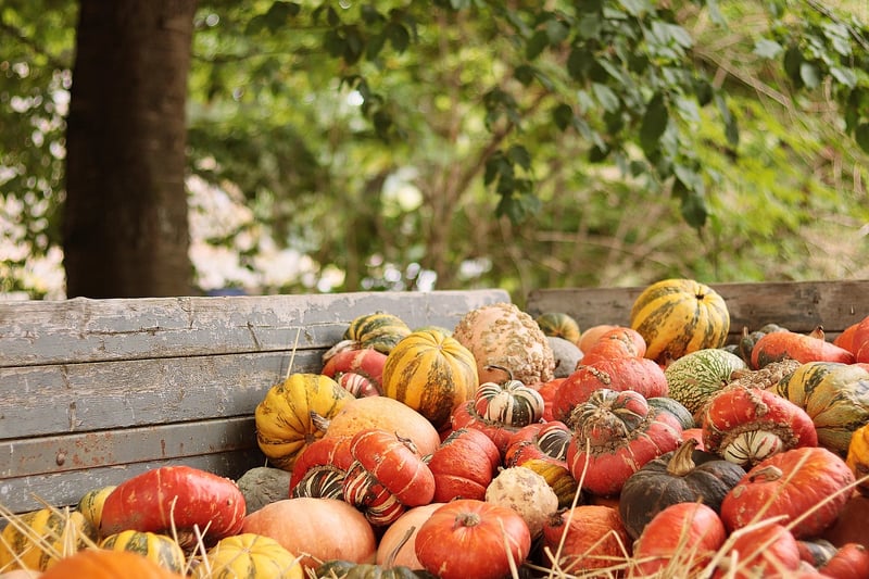 Fall Harvest